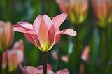 Pink Tulip_53203